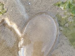 -金海滩海水浴场