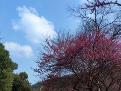 -桃花岭景区