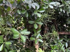 -青城道汤池