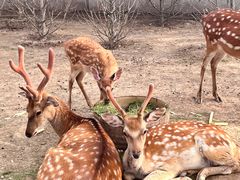 -野鸭湖国家湿地公园