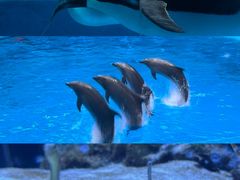 -海合安成都极地海洋公园