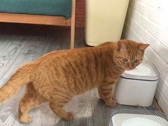 -喵屿·大理花园猫咖