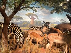 -陕西自然博物馆