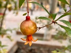 -艾提尕尔清真寺