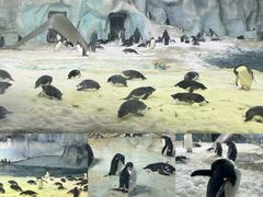 -珠海长隆海洋王国