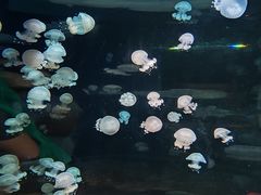 -欢乐海岸海洋奇梦馆