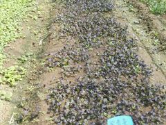 -上膳源有机农场