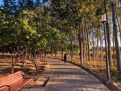 -大兴滨河森林公园