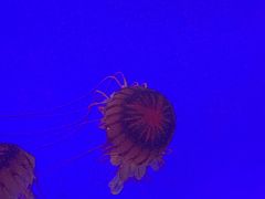 -上海海洋水族馆