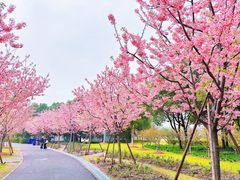 -顾村公园