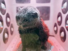 -沐沐家宠物(成寿寺店)