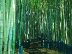 -杭州植物园