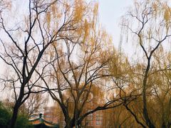 -菖蒲河公园