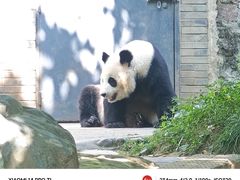 -都江堰中华大熊猫苑