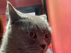 -猫色咖啡·猫咖