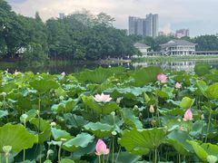 -荔湾湖公园