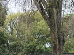 -苏州上方山国家森林公园