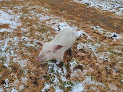 -硗碛藏寨·神木垒景区