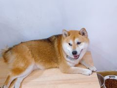 -是阿柴呀！柴犬咖啡·爱喵喵猫咖
