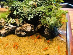 -森味薪火烧•烧鸟居酒屋•日本料理(望京店)