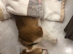 -浣熊柯尔鸭土拨鼠·电玩咖