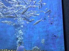 -成都浩海立方海洋公园