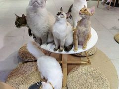 -Heymao猫咖.咖啡厅(东门店)
