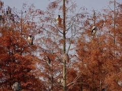-白鹭湾湿地公园