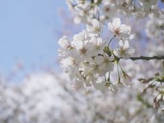 -顾村公园