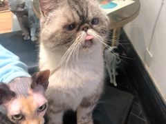 -猫色咖啡·猫咖