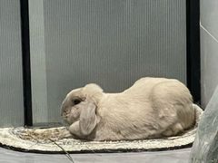 -爱侣宠医·鹦鹉专科·小型哺乳类·异宠专科(灵石路店)