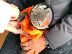 -瑞派福兴宠物医院犬猫全科·骨科·中西医结合(河东店)