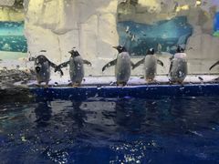 -华夏文旅海洋公园