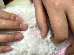 -北京恒爱动物医院(清景园分院)