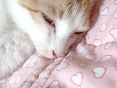 -明月东一酒店·菲斯特自助餐厅