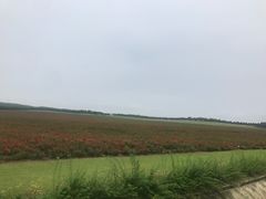 -南京枫彩漫城