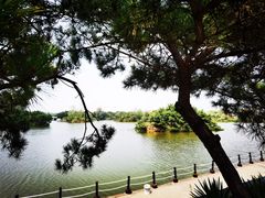 -日照海滨国家森林公园