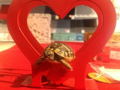 -大连富丽华大酒店