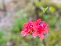 -上海佘山国家森林公园天马山园