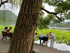 -苏堤停车场