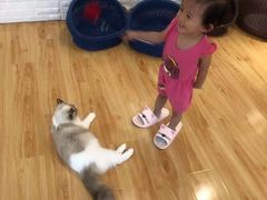 -momokira米努特·德文卷毛猫·棉花面纱犬