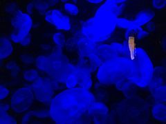 -悉尼海洋生物水族馆