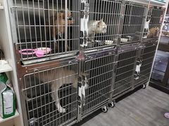 -美联众合宠物医院·爱萌分院·内外科·猫科中心