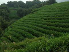 -帐篷客·溪龙茶谷度假酒店