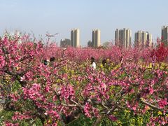 -南汇桃花村