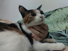 -老佛爷铜炉蛙锅(挂绿店)