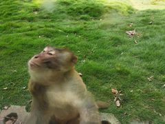 -武汉紫薇都市田园