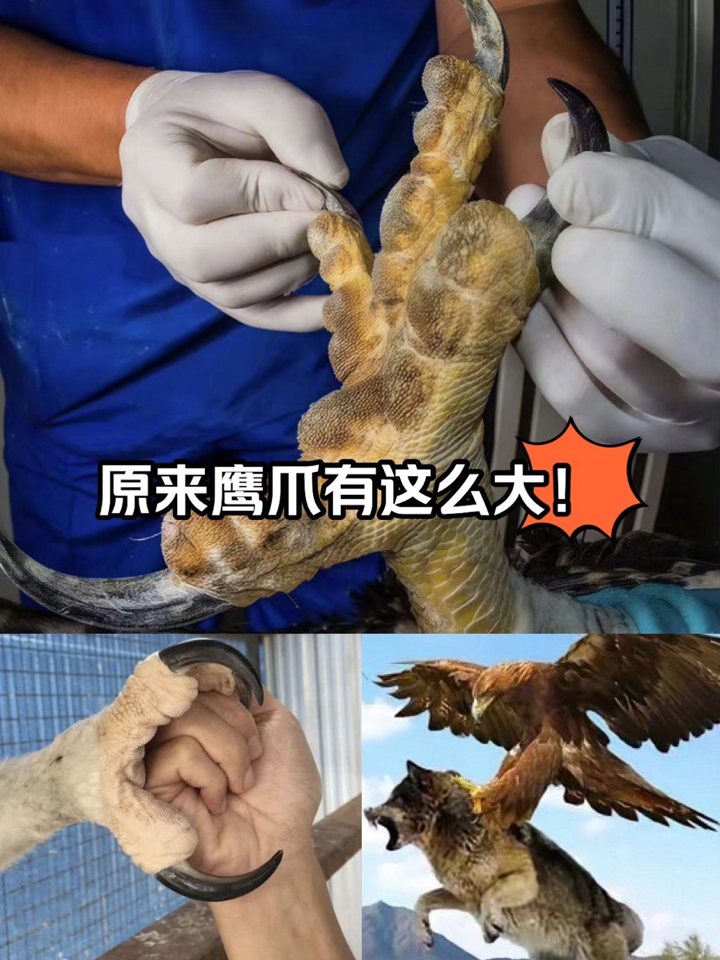 鹰犬爪牙图片