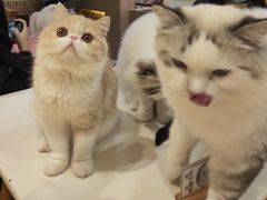 -滚猫咖啡·猫咖·猫友好撸猫(未来城店)