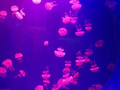 -多彩贵州城极地海洋世界